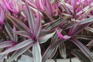 Moses in the Cradle Plant: Color, Growth, and Maintenance