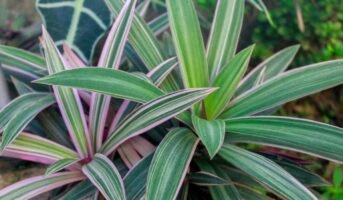 Moses in the Cradle Plant: Color, Growth, and Maintenance
