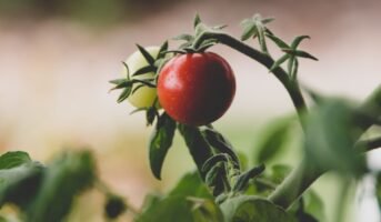 Tomato plant: Tips to grow and care