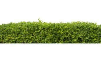 Bushes: Types, uses, characteristics and how to plant