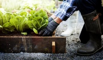 Vegetable Gardens All you Need to Know