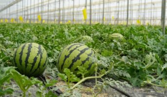 Can watermelons be grown at home?