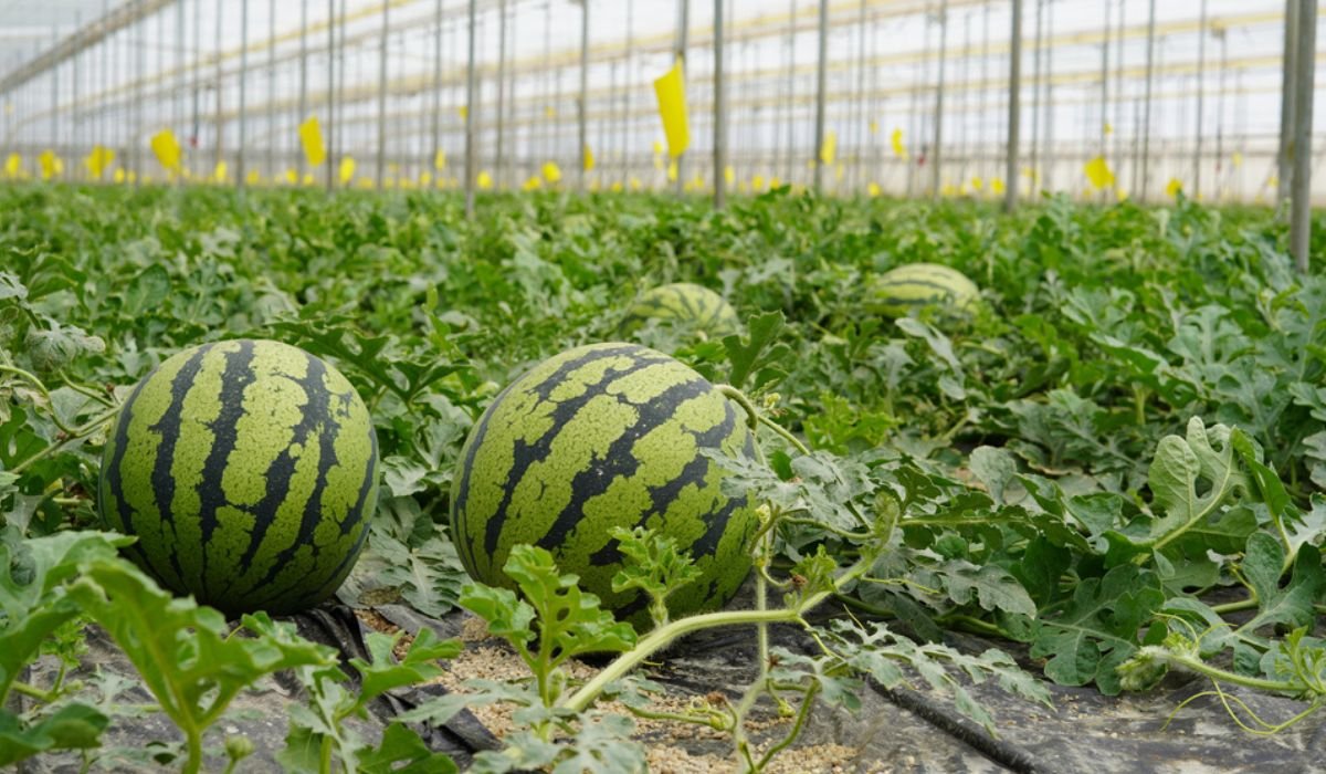Watermelon plants might 70-100 to harvest.