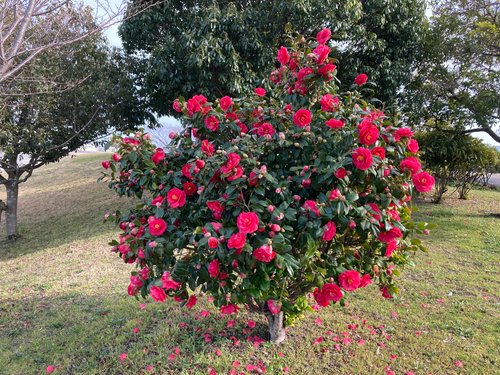 Camellia Japonica: How to Grow and Maintain Tips