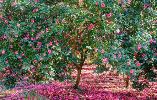What are the medicinal benefits of Camellia Japonica aka Japanese Camellia