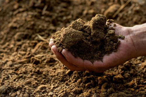 What is manure Manure types and benefits