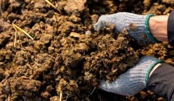 Manure: Meaning, types, uses, and benefits