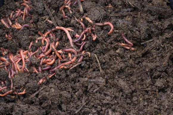 What Is Vermicomposting: Meaning, Benefits, and Application