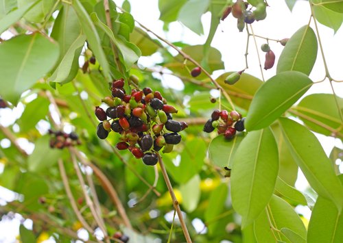 What makes Jamun the must-have tree for your garden?