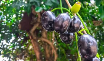 Jamun Tree: Facts, benefits, tips to grow and care