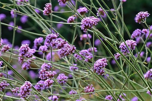 What makes Vervain flowers so special