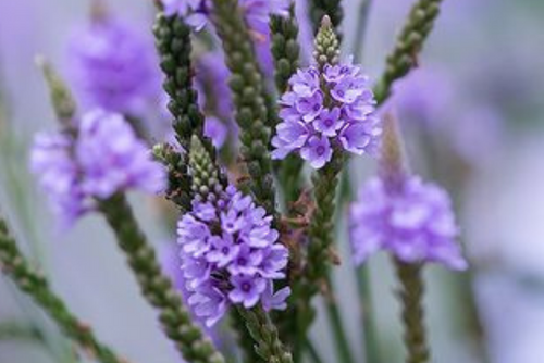What makes Vervain flowers so special
