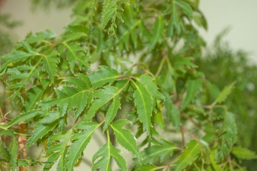 Why Ming Aralia is a great addition to your garden