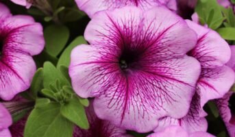 Winter flowers: Types and tips to grow and care