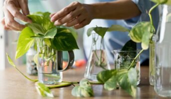 Layering: All you need to know about Propagation of Plants