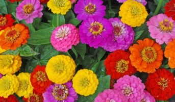 Zinnia Elegans: Growing and care tips 2023