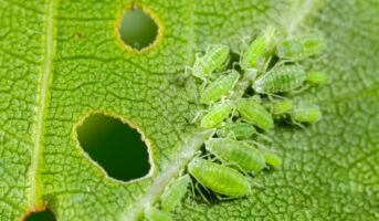 Aphids Bugs: Everything you need to know