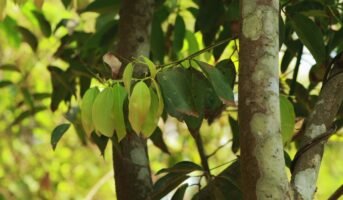 Ashok Tree: Facts, benefits, grow and care tips in 2023