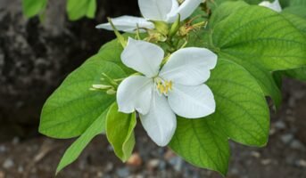 Bauhinia Acuminata: How to grow and care for it?