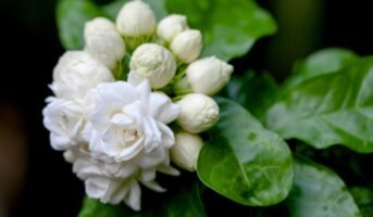Bela flower: How to grow and care for Jasminum Sambac?