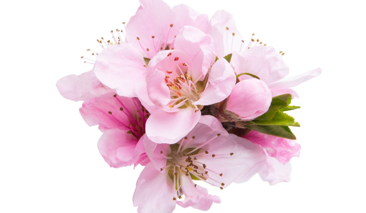 Blossom Flower How To Grow The Diffrenet Kinds blossom-flower-how-to-grow-the-diffrenet-kinds
