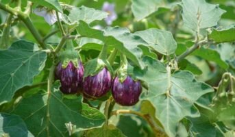 How to grow and care for brinjal plant?