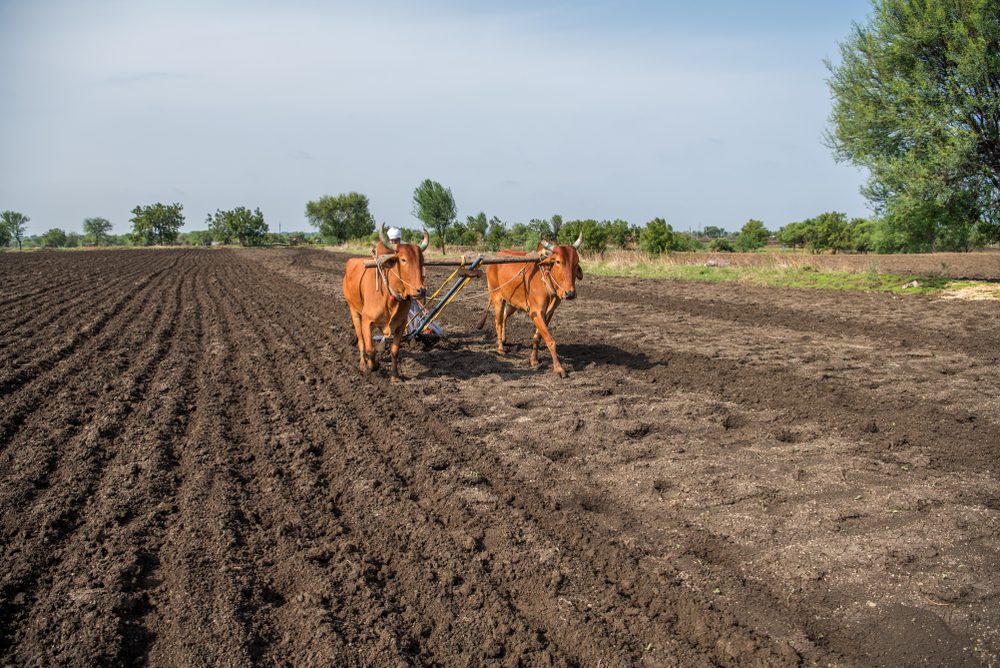 Sowing Definition, Land Preparation, Methods and Precautions