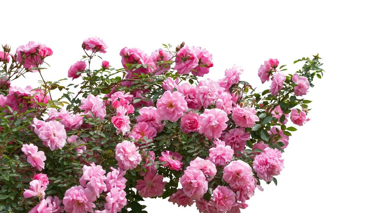 Button Rose: Facts, uses, grow tips and care