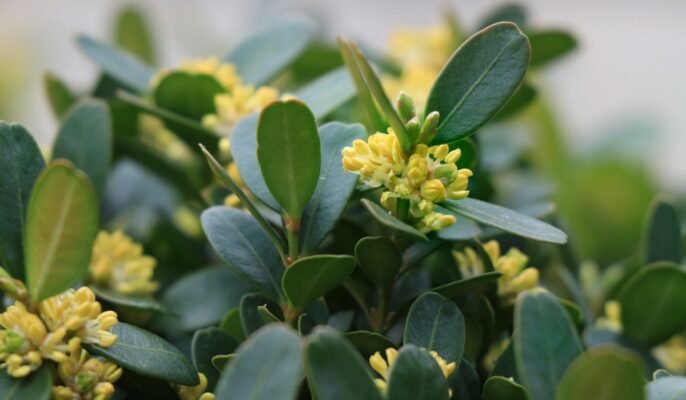 Buxus sempervirens: Facts, features, growth, maintenance, pests associated, uses, and toxicity of common box