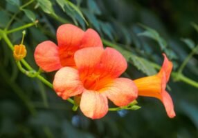 Campsis Grandiflora: Facts, benefits, growth and care tips