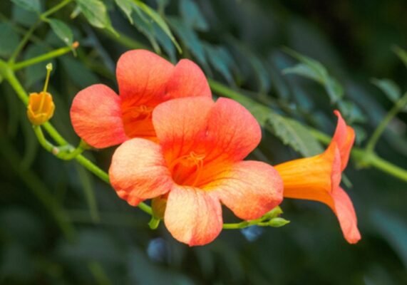 Campsis grandiflora: Everything you need to know about Chinese trumpet vine