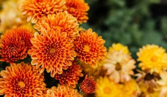 Chrysanthemums: Facts, types, grow and maintenance tips