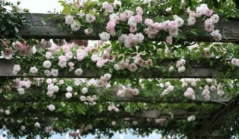 Climbing Rose: How to Grow and Care for the Plant?