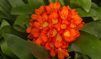 Clivia Miniata: Facts, benefits and tips to grow and care
