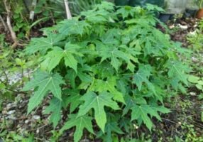Cnidoscolus Aconitifolius: How to grow and care for it?