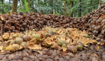 Coconut husk: What is it and how is it used?