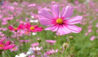Cosmos Plant: Facts, Benefits, and Maintenance Tips