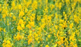 How to grow and care for Indian Hemp (Crotalaria Juncea)?