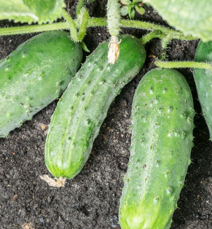 Vegetables of summer to plant in your garden