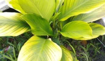 Is Black Turmeric an ideal house plant?
