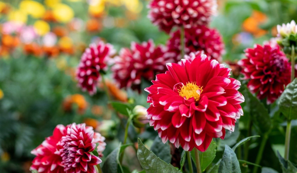 Dahlia Flower: How to Grow and Care in Your Garden