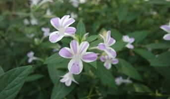 December Flower: Facts, How to Grow and Maintain, Uses