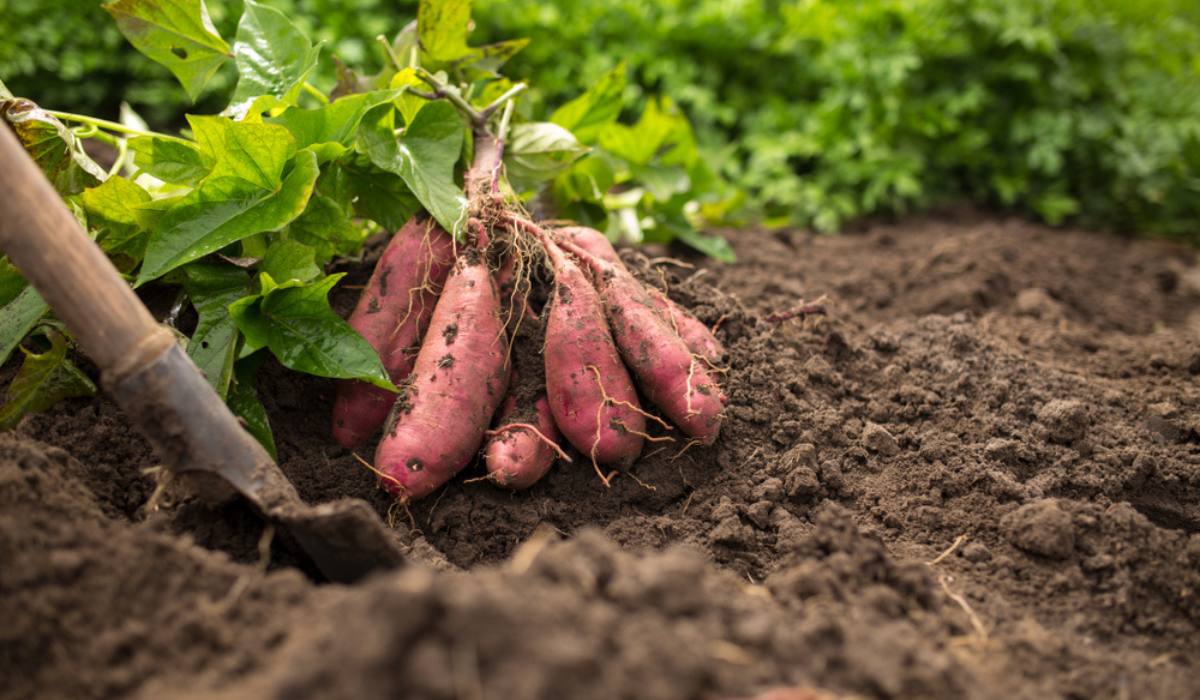 Image of Sweet Potatoes plant