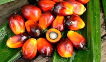 Elaeis Guineensis: African palm oil Facts, features and uses