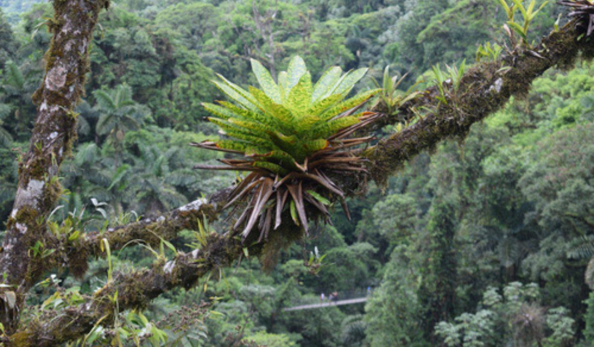 Epiphytic plants Facts, growth, care, uses, benefits