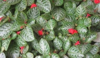 Episcia: A Perfect Guide to Grow and Maintainance of violet plant