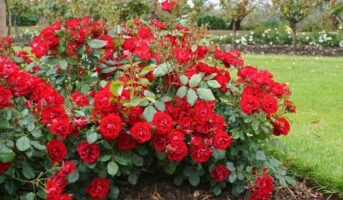 Floribunda Rose: Facts, how to grow and maintenance tips