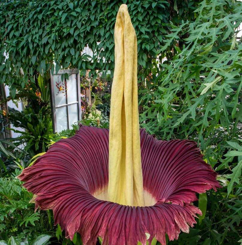 Biggest flowers in the world 