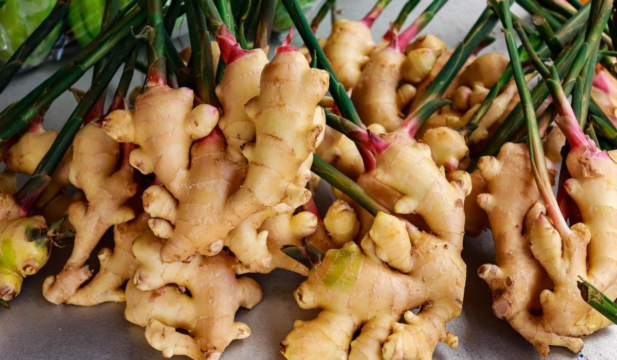 Ginger plant: Facts, growing and maintenance tips