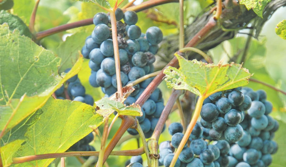 Grape Plants Facts Grow Tips Benefits And Care